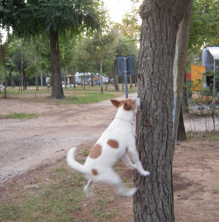 Lissy beim Baumsteigen